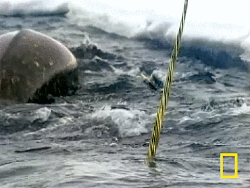 Narwhals by National Geographic