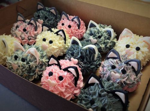 kittenmoonbutt:  LOOK AT THEM!!! :o  