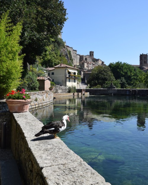 Buon lunedì dalla Peschiera di Santa Fiora, un suggestivo laghetto che raccoglie le acque della Fior