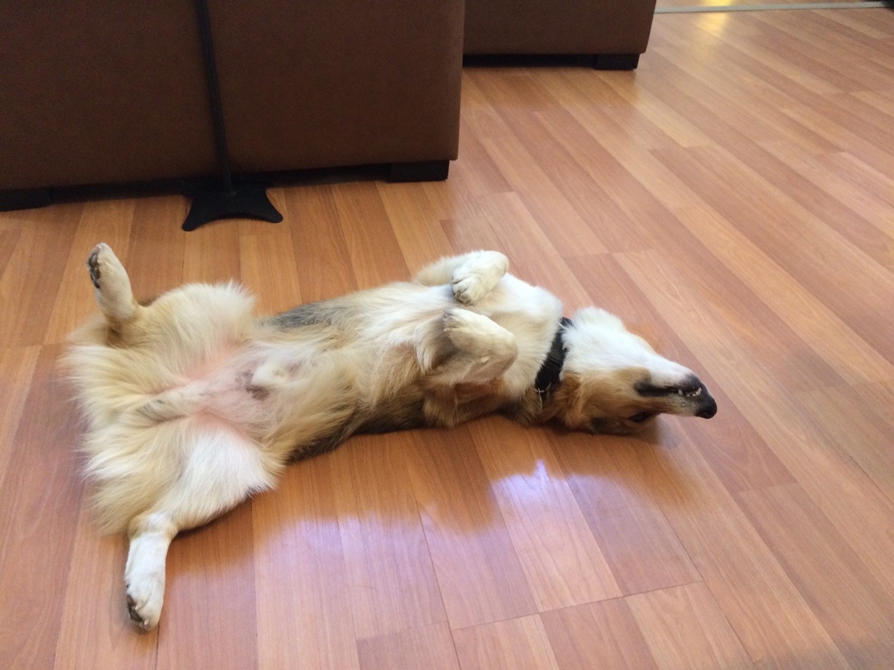 stubbiethecorgi:  *Someone* is not ready for Monday!  Yoshi: ‘5 more minutes ma?’