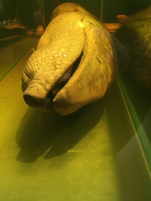orcalovingbeing:Copenhagen’s Museum of Zoology [more posts from my visit]A preserved foetus of a Min