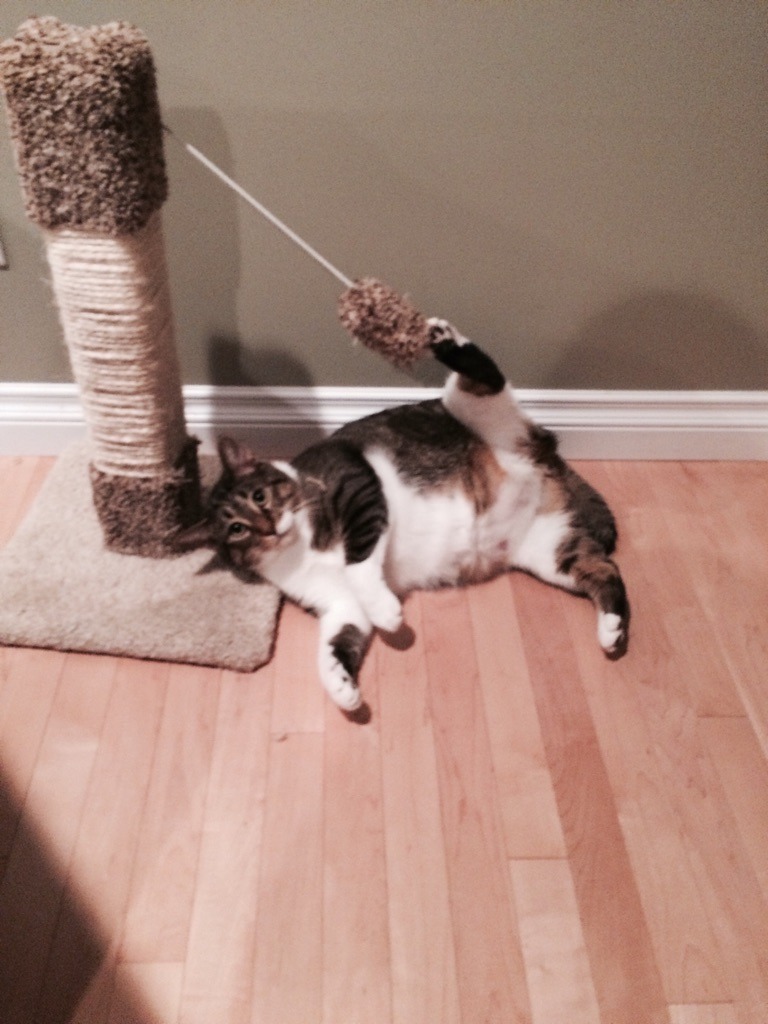 awwww-cute:  I got a defective cat 