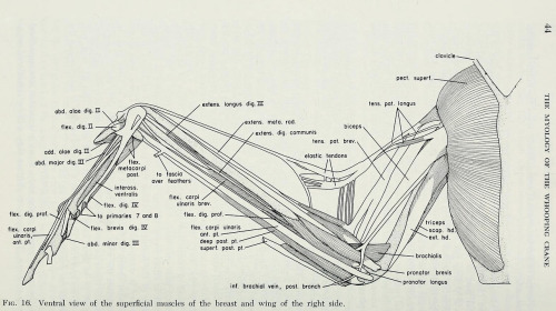 fucktonofanatomyreferences:An appreciative fuck-ton of bird wing anatomy references (from various so