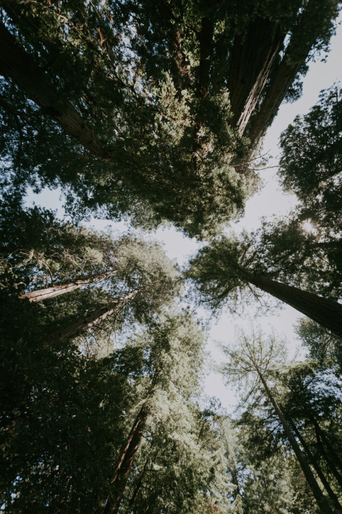 “Muir Woods”Website | Instagram | Twitter | Tumblr