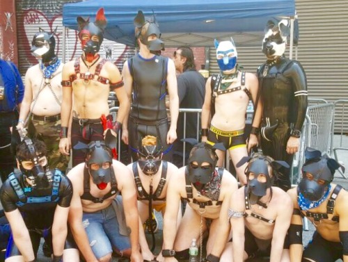 alphapupgunner: east-coast-kennel-club: A good fraction of the ECKC and some friends too! Folsom eas