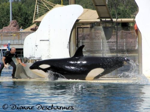 Gender: MalePod: N/APlace of Capture: Born at Marineland Antibes, FranceDate of Capture: Born Februa