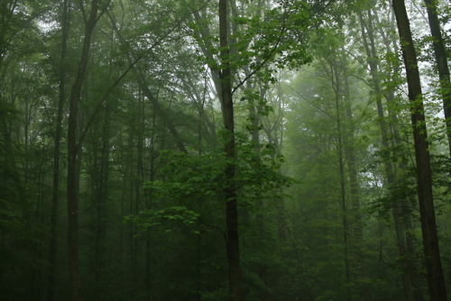 A foggy day at the local forest by 90377Instagram | Etsy Shop