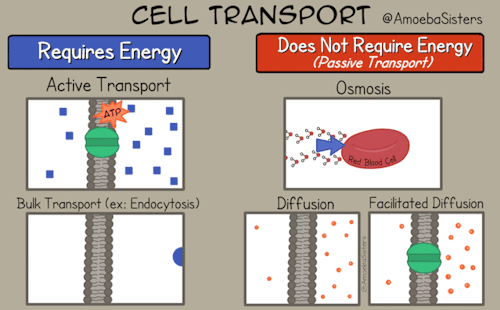 So Many Ways To Transport…and These Are Just A Few! 