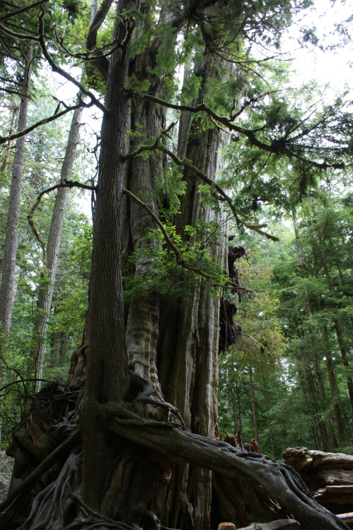 frommylimitedtravels: Kalaloch Cedar 1,000 years old - Sadly nearing it’s end.