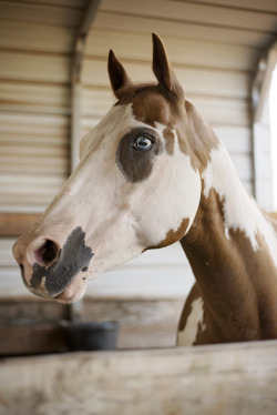 ponyblues:I’m in love with Cadillac’s