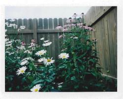 melanieonfilm:  The first two photos taken with my new Polaroid Automatic 100 Land Camera. Best 33 dollars I ever spent! 