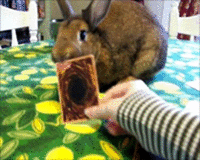 myroommatesbunny:It’s time to D-d-d-d-d-d-d-duel!! 