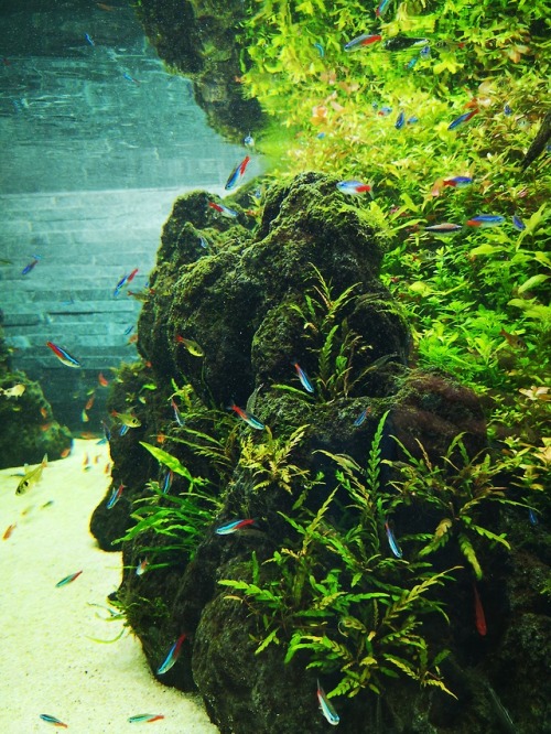 passive-aggressive-smiley-face: Neon Tetras, Sumida Aquarium, Tokyo