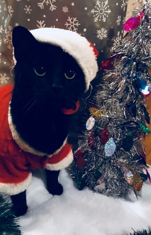 dreamyugyeom: Merry christmas from Nox, who is also secretly the real santa