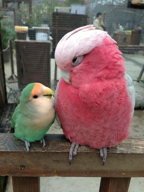chirobe:  Peach-faced Lovebird and Galah 