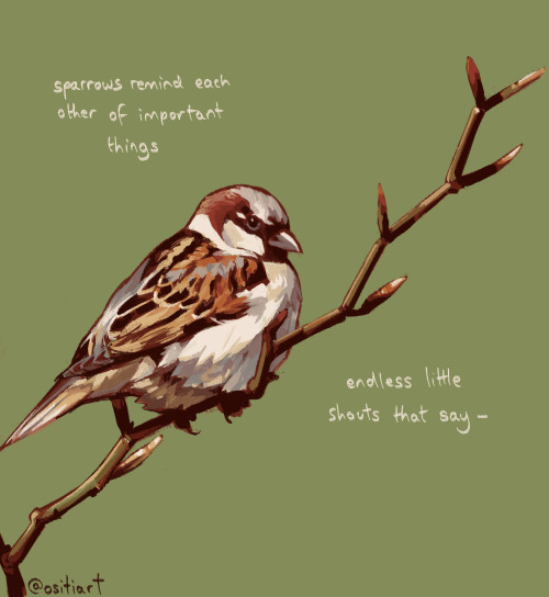 sparrow chat