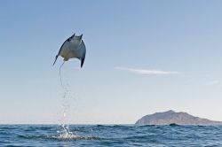 rhamphotheca:  Devil Rays Leap High Into