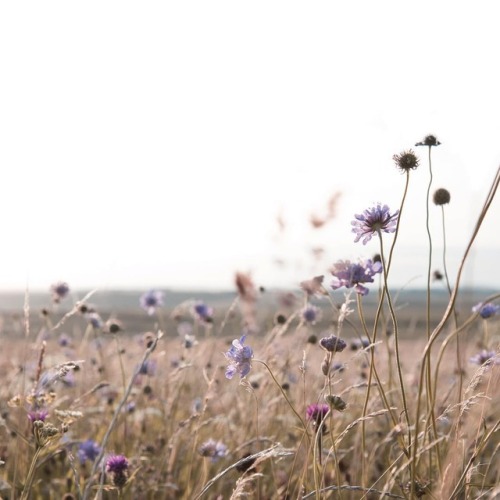 South Downs | by Julia Smith