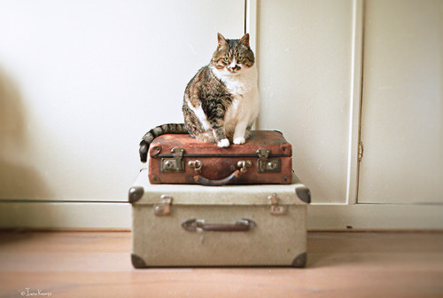 priveting:Photographer: Ineke KampsDO NOT ALTER OR REMOVE THE CREDITS. THANK YOU. ♥