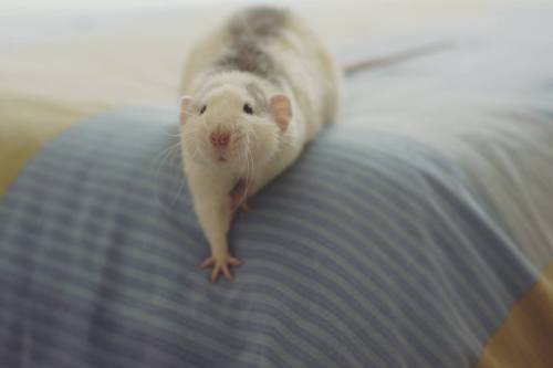 petmicenow:  Little Bito playing in my bed. He is so damn cute! 