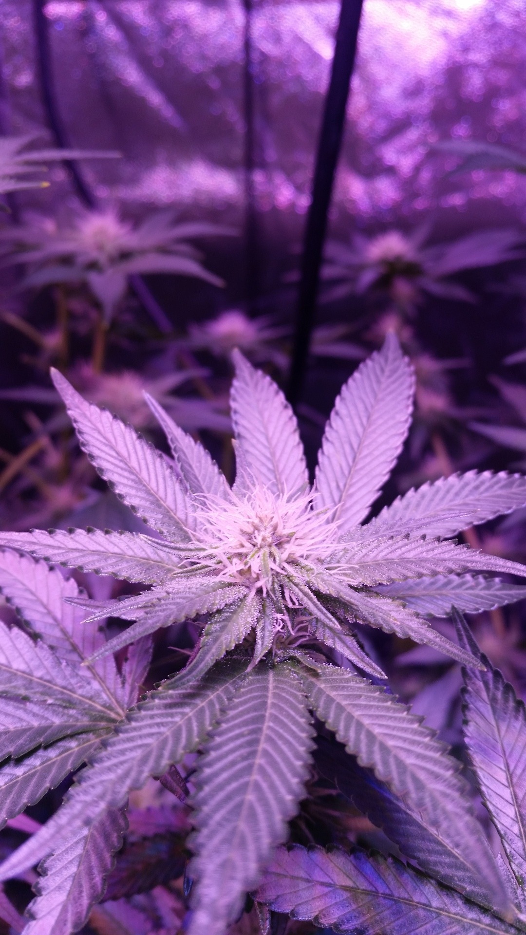 Weed Statistics