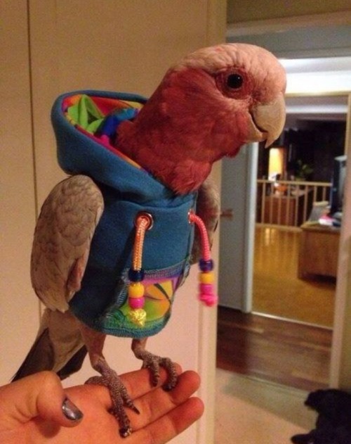smokeassfuckgrass:  OMG THE LITTLE HOOD GAH