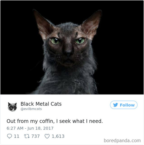 Sex catsbeaversandducks: Twitter Account Pairs pictures