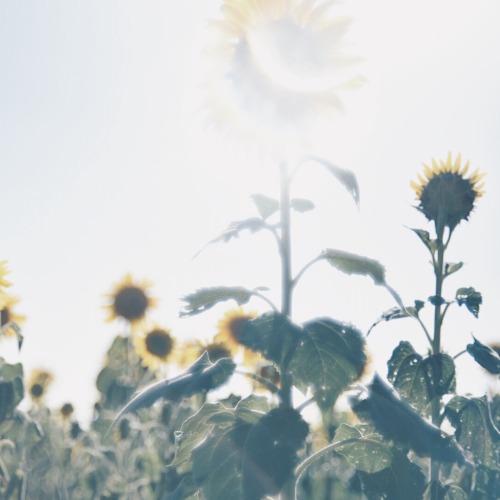 Sunlight Emphasizing Ephemeral