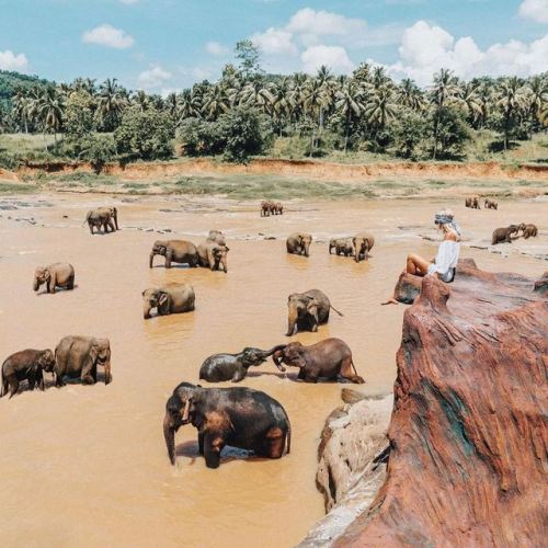 theadventurouslife4us:
“#adventure , Elephants in their element 🐘 | Sri Lanka | 📸 Gypsea Lust
”