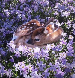 andantegrazioso:A fawn in a bed of flowers