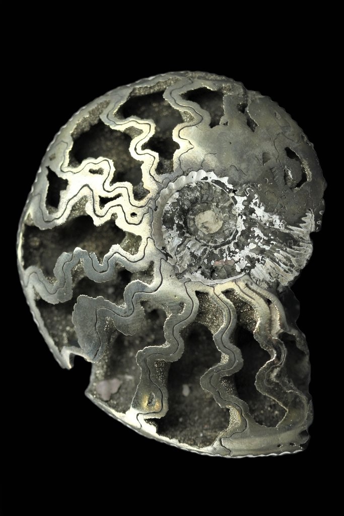 bijoux-et-mineraux: Pyritized Ammonite - Volga River Area, Saratov Region, Russia