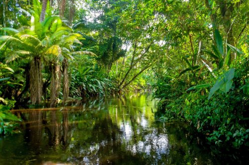 Overwatch 2 Maps: The Amazon Rainforest