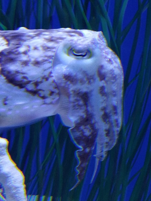 kvarenje:Some favorite Monterey Bay Aquarium photos, part 1