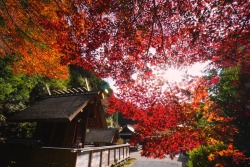 chitaka45:京都　日向大神宮　🍁紅葉2020 🍁kyoto himukaidaijingu 🍁autumn rivers🍁