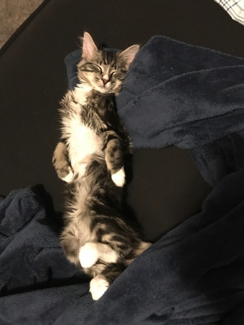 unflatteringcatselfies:  Cherry loves sleep pt.2sh