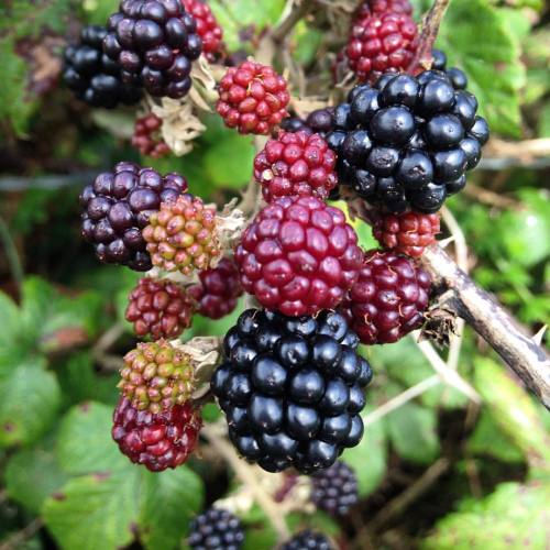 In Cornwall (and much of the UK) the fields and roads are lined with tall hedges. Wild blackberries 