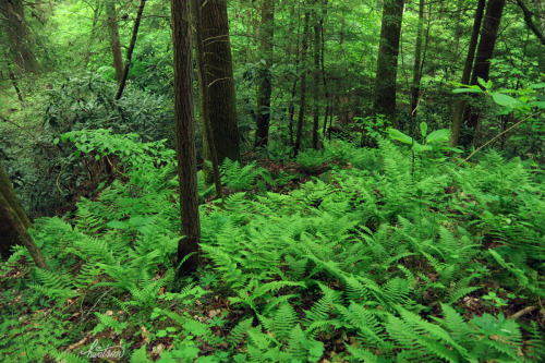 frolicingintheforest:The forest is so LUSH!