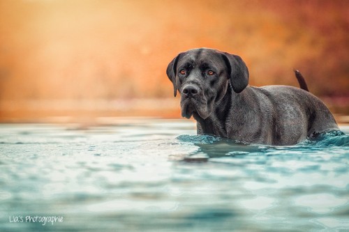 the-love-of-dogs:(via Water by Lia Falinski / 500px)