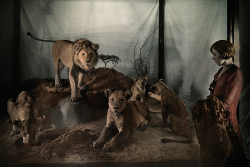 A woman gazes at lions in the Museum of Natural History in Washington, D.C. in 1931. These lions wer