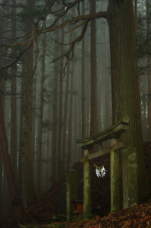 miizukizu:Shinto torii gate in the Japanese porn pictures