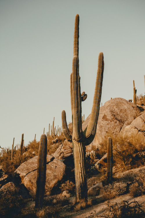 julianajohnsonphoto: Saguaro National Park Western District Tuscon, Arizona December 2017 instagram: