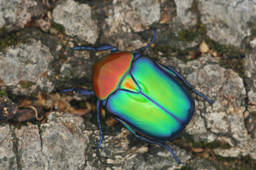 onenicebugperday:Jewel rose chafers, Cetoniinae, Scarabaeidae1-3. Protaetia speciosissima4-5. Protae