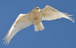 akeli:  Leucistic Rough-legged Hawk by Duane Starr 