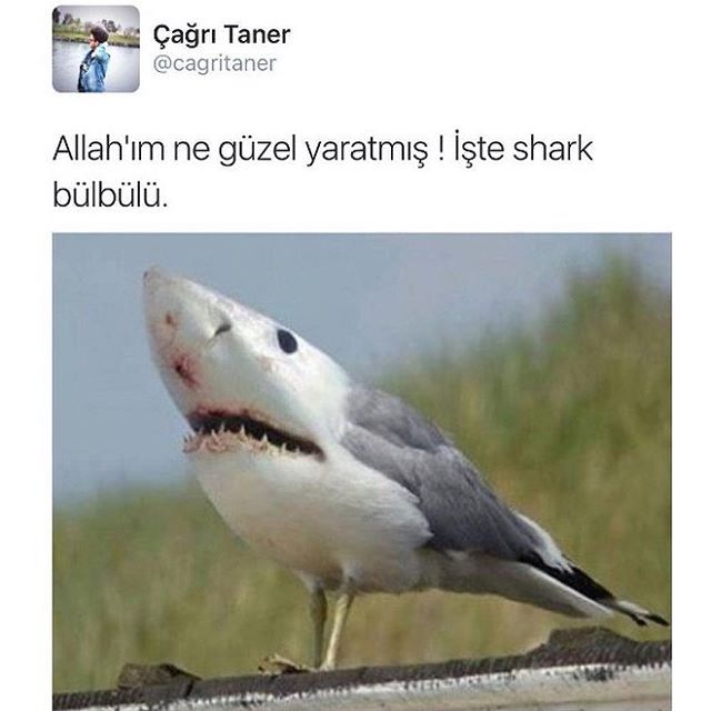 Çağri...