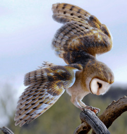 funnywildlife:  Barn Owl 3 -_DSC7103-__edited-1