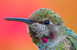 wingedjewels:   	Anna’s Hummingbird by Mike Ohurtsov    	Via Flickr:  