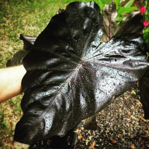 randomc:And I seriously couldn’t pass this up. #colocasia #elephantear #tropical #summer #florida