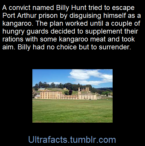 ultrafacts:    George ‘Billy’ Hunt, tried to flee across the Neck disguised in a kangaroo hide. The hungry guards shot at him, hoping for roo meat for dinner. Which is when Hunt threw off his disguise and surrendered, receiving 150 lashes. [x]  (Fact
