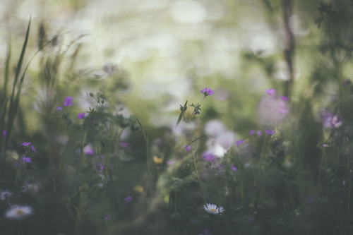 elenamorelli:{ daydreaming on a springtime meadow }