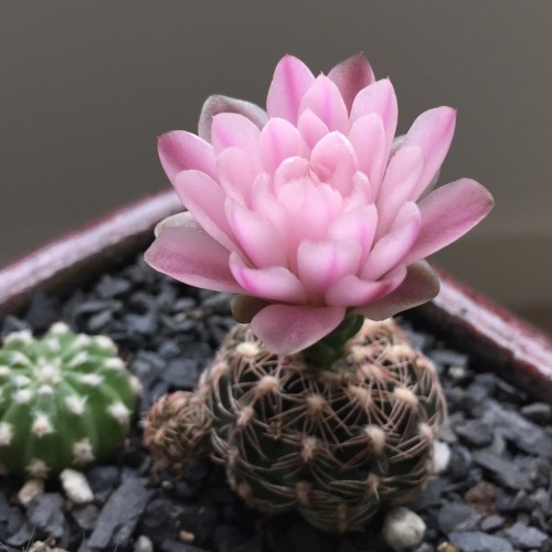 los-plantalones: My gymnocalycium bloomed today!